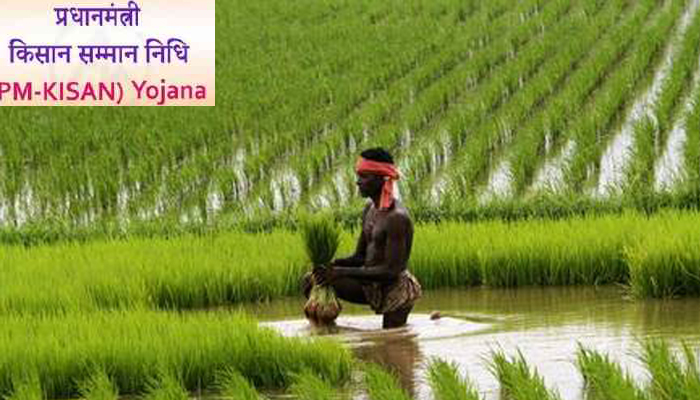 കിസാന്‍ സമ്മാന്‍ നിധി പാലക്കാടന്‍ മട്ട കൃഷി ചെയ്യുന്നവര്‍ക്ക് ആശ്വാസമായി