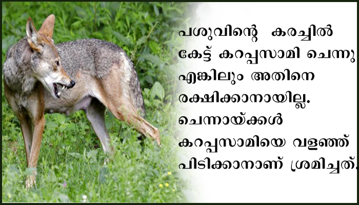 ചിന്നക്കനാലിൽ കാട്ടാന കൂട്ടത്തിന് പുറകെ ചെന്നായ്ക്കളും മനുഷ്യരെയും വളർത്തുമൃഗങ്ങളെയും വേട്ടയാടാൻ എത്തി