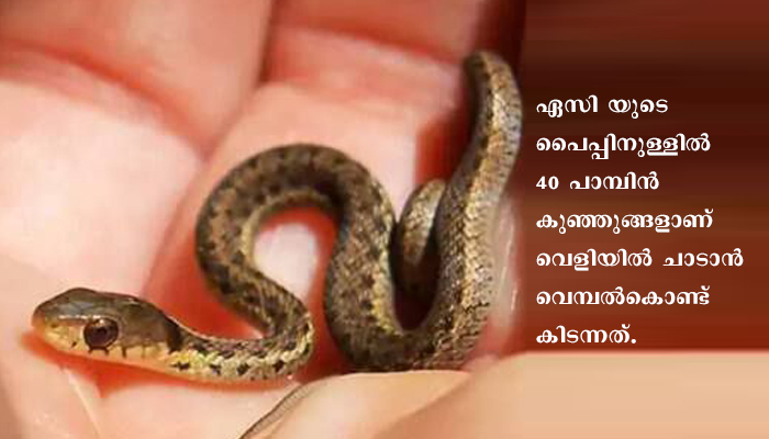 എയര്‍ കണ്ടീഷണറിനുള്ളില്‍ പാമ്പ് മുട്ടയിട്ടു; വിരിഞ്ഞിറങ്ങിയ 40 കുഞ്ഞുങ്ങളെ കണ്ട് വീട്ടുകാര്‍ അന്തംവിട്ടു