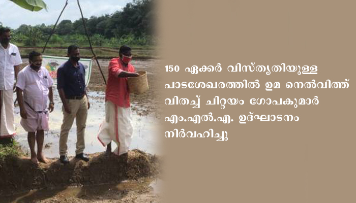 ഏനാത്ത് കരിപ്പാല്‍ 150 ഏക്കര്‍ ഏലായില്‍ നെല്‍കൃഷി ആരംഭിച്ചു