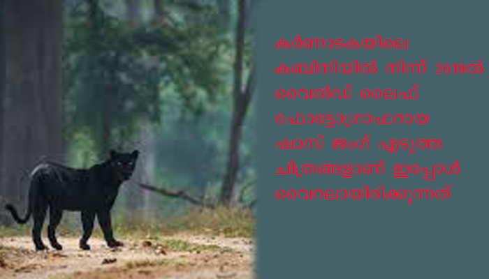 വൈറലായി കര്‍ണാടക വനത്തിലെ കരിമ്പുലി, ജംഗിള്‍ ബുക്കിലെ ബഗീരയെന്ന് നെറ്റിസണ്‍സ്