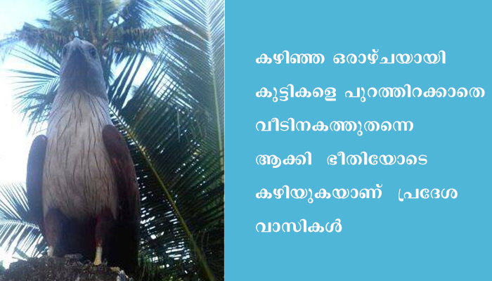 പരുന്ത്  ഭീഷണി. എന്തുചെയ്യണമെന്നറിയാതെ പ്രദേശവാസികള്‍