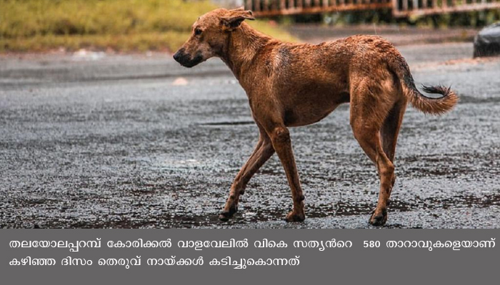 തെരുവ്‌ നായ്‌ക്കളുടെ ആക്രമണത്തില്‍ താറാവുകള്‍ കൂട്ടത്തോടെ ചത്തൊടുങ്ങിയതായി പരാതി