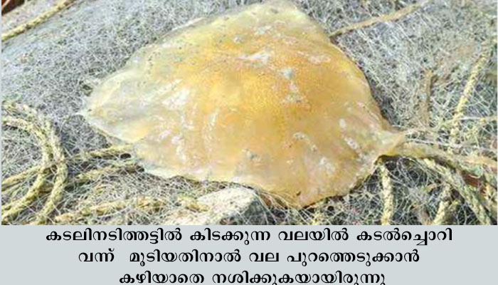 വലയിൽ നിറഞ്ഞത് കടൽച്ചൊറി. 40 ലക്ഷം രൂപയുടെ നഷ്ടമുണ്ടായതായി മൽസ്യത്തൊഴിലാളികൾ