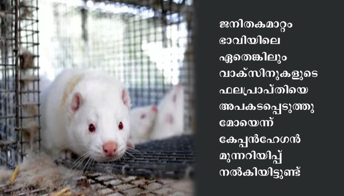 ഏഴ് രാജ്യങ്ങളില്‍ വെല്ലുവിളിയായി മിങ്കുകളിലെ ജനിതക വ്യതിയാനം സംഭവിച്ച കൊവിഡ് വൈറസ്