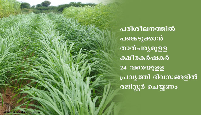 തീറ്റപ്പുൽകൃഷി പരിശീലനത്തിന് രജിസ്റ്റർ ചെയ്യാം