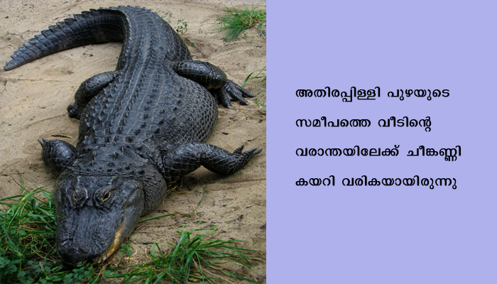 അതിരപ്പിള്ളിയിലെ വീട്ടു വരാന്തയിൽ അതിഥിയായി എത്തിയത് ചീങ്കണ്ണി