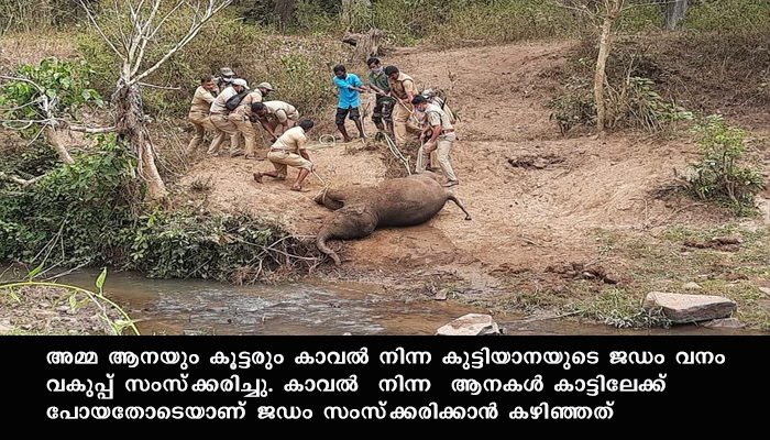 കാട്ടില്‍ ചരിഞ്ഞ  കുട്ടിയാനയുടെ ജഡം വനം വകുപ്പ് സംസ്‌ക്കരിച്ചു