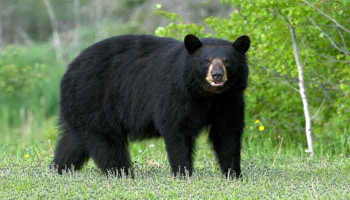 പാരിപ്പളളിയില്‍ വീണ്ടും കരടിയിറങ്ങി