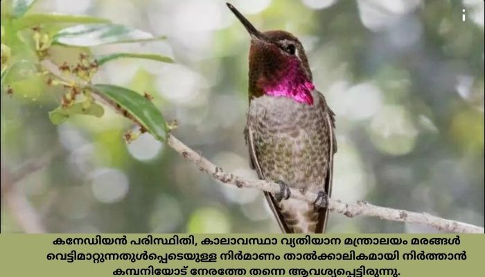 വഴിയിൽ ഹമ്മിംഗ് പക്ഷികളുടെ കൂടുകൾ കണ്ടെത്തി, ട്രാൻസ് മൗണ്ടെയ്ൻ ഓയിൽ പൈപ്പ്ലൈൻ പദ്ധതിയുടെ നിർമാണം നിർത്തിവച്ച് ക്യാനഡ