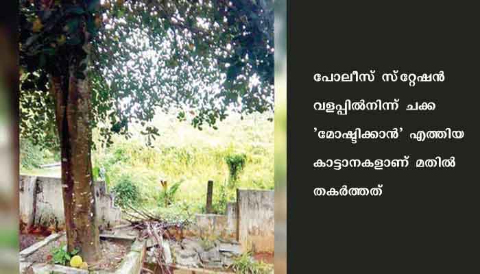 പോലീസ് സ്‌റ്റേഷന്റെ മതില്‍ തകര്‍ത്ത് ചക്ക മോഷണം