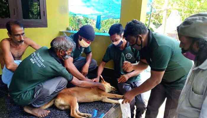 അപകടത്തില്‍പെട്ട തെരുവുനായക്ക് രക്ഷകരായി അനിമല്‍ കെയര്‍ സൊസൈറ്റി