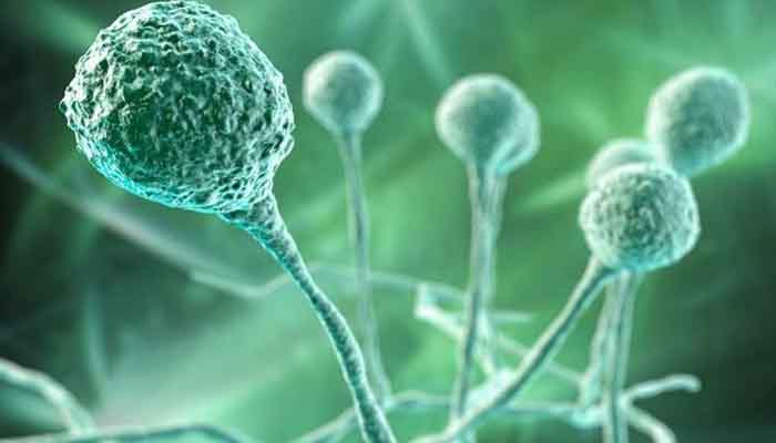 സംസ്ഥാനത്ത്‌ വീണ്ടും ബ്ലാക്ക്‌ ഫംഗസ്‌ മരണം സ്ഥിരീകരിച്ചു