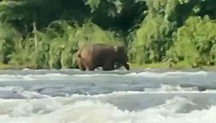 കാട്ടാനയുടെ ആക്രമണം, പരിഹാരം ആലോചിച്ചുവരുകയാണെന്നാണ് വനംവകുപ്പ് : അയ്യംപുഴയിൽ നാട്ടുകാർ സമരത്തിനൊരുങ്ങുന്നു