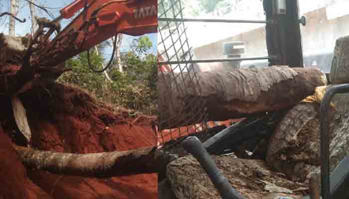 ഹിറ്റാച്ചിയുടെ മുകളിൽ തെങ്ങുവീണ് തമിഴ്നാട് സ്വദേശി മരിച്ചു.