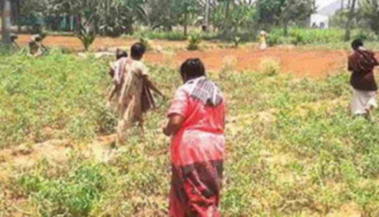 വില രണ്ടു രൂപ! തക്കാളി വഴിവക്കില്‍ത്തള്ളി കര്‍ഷകര്‍