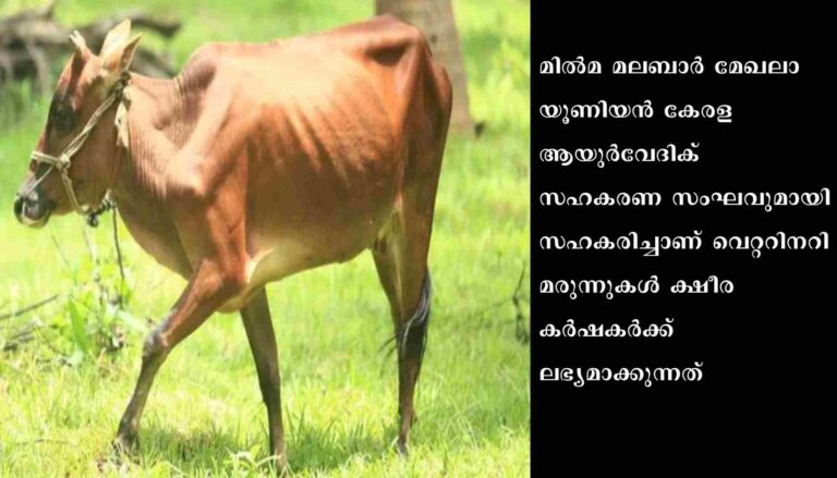 കറവമാടുകളുടെ രോഗങ്ങൾക്ക് ഇനിമുതൽ ആയുർവേദ മരുന്നുകളും