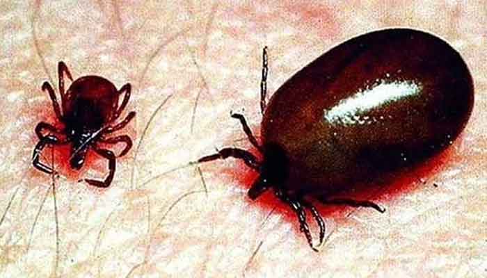 ചെള്ള് പനി : പ്രതിരോധ പ്രവര്‍ത്തനങ്ങള്‍ ഊര്‍ജിതമാക്കി പാറശ്ശാല പഞ്ചായത്ത്