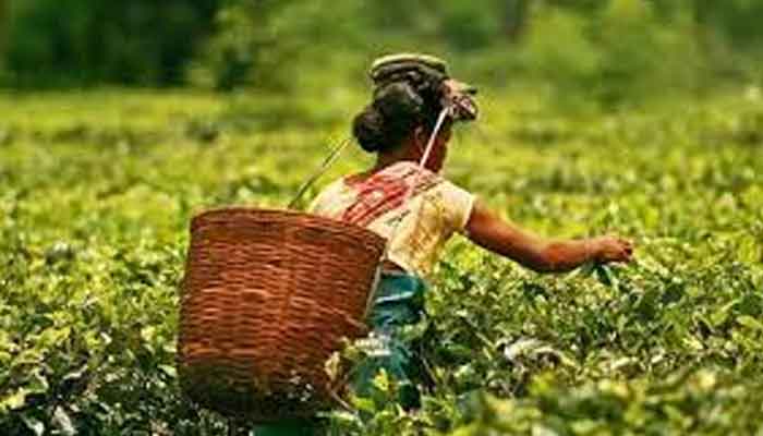 തേയില തോട്ടങ്ങളിലെ വേതന കുടിശ്ശിക: കമ്മിറ്റി സിറ്റിംഗ് ജൂണ്‍ 7ന്