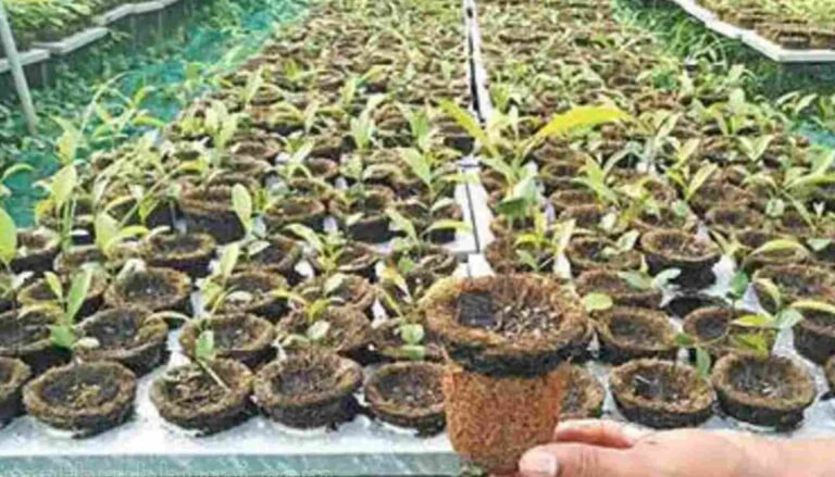 വൃക്ഷത്തൈകള്‍ നടാന്‍ പ്ലാസറ്റിക്ക്‌ ബാഗുകള്‍ക്ക് പകരം റൂട്ട്‌ ട്രെയിനര്‍ വികസിപ്പിച്ചെടുത്ത്‌ വനം വകുപ്പ്‌