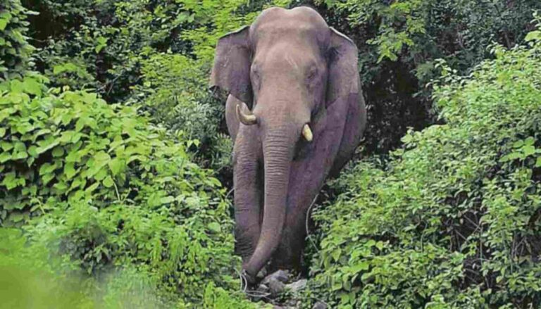 പൂയംകുട്ടി പുഴയില്‍ കാട്ടാനയുടെ ജഡം കണ്ടെത്തി