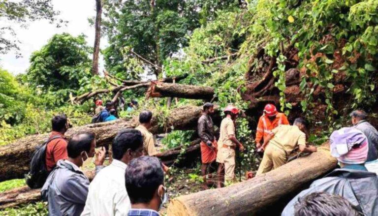 നെല്ലിയാമ്പതിയില്‍ മരങ്ങള്‍ മറിഞ്ഞ്‌ വീണ്‌ ഗതഗതം സ്‌തംഭിച്ചു
