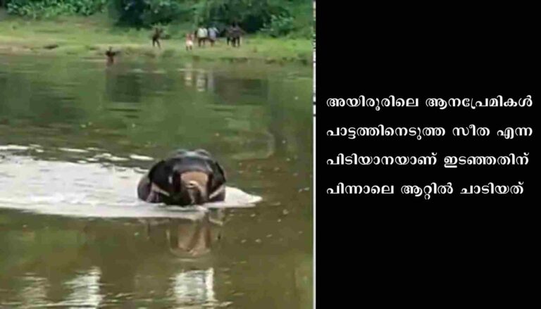 പമ്പയാറ്റിൽ കുളിക്കാനിറങ്ങിയ ഇറങ്ങിയ ആന കരക്കുകയറാതെ നാല് മണിക്കൂർ
