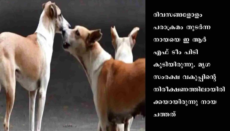 ഇരുപതോളം പേരെ തെരുവ് നായ കടിച്ചസംഭവം : ജനങ്ങൾ ആശങ്കയിൽ
