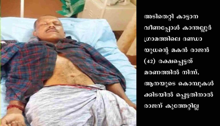 ആനയുടെ കൊമ്പുകൾക്കിടയിൽ നിന്ന് രക്ഷപെട്ട് രാജൻ ജീവിതത്തിലേക്ക്