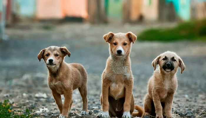 തെരുവുനായ ശല്യം: ജനപ്രതിനിധികളുടെയും ഉദ്യോഗസ്ഥരുടെയും യോഗം