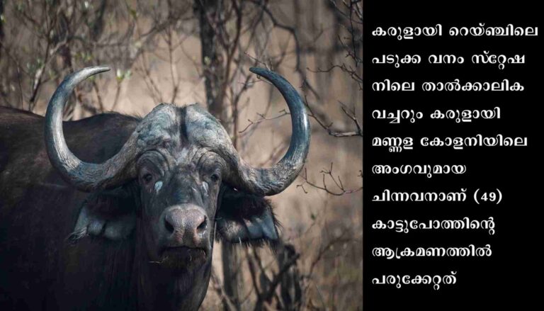 കാട്ടുപോത്തിന്റെ ആക്രമണത്തില്‍ താല്‍ക്കാലിക വാച്ചര്‍ക്ക് പരുക്ക്