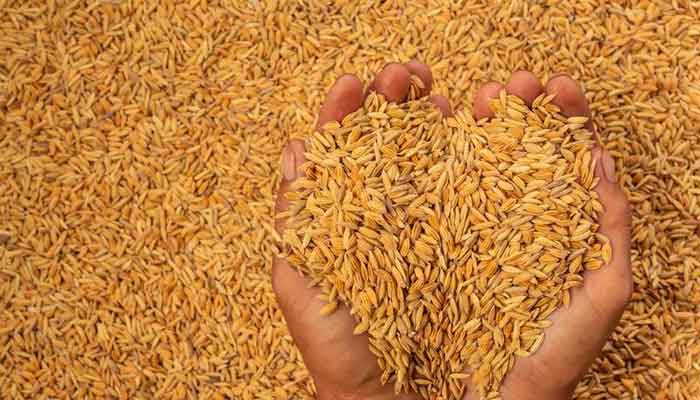 നെല്ലിന്റെ വില കർഷകർക്ക് തിങ്കളാഴ്ച മുതൽ വിതരണം ചെയ്യും