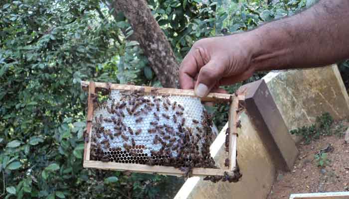 കൂണ്‍ കൃഷി, തേനീച്ച വളര്‍ത്തല്‍: അത്തോളി ഗ്രാമപഞ്ചായത്ത് കര്‍ഷകര്‍ക്ക് പരിശീലനം നല്‍കി