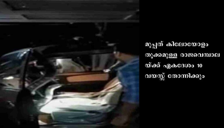 കാറിനുള്ളിൽ കയറിയ രാജവെമ്പാലയെ പിടികൂടി