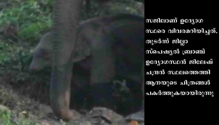 അതിരപ്പിള്ളിയില്‍ തുമ്പിക്കൈ അറ്റ നിലയില്‍ ആനക്കുട്ടി