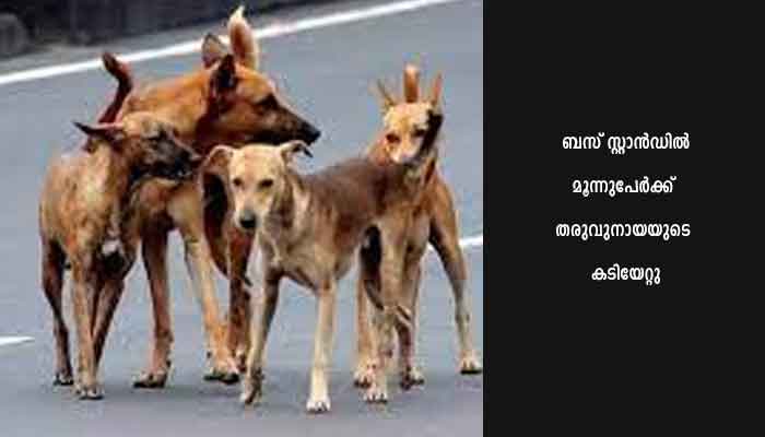 തെരുവുനായയുടെ കടിയേറ്റു