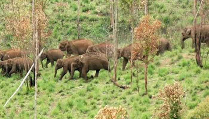 ഇടമലയാർ യുപി സ്കൂളിൽ കാട്ടാന ആക്രമണം, കെട്ടിടങ്ങളും വാട്ടർടാങ്കും തകർത്തു