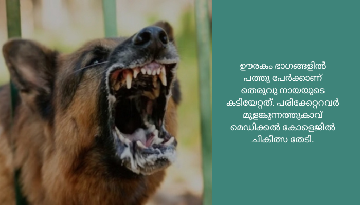 തെരുവുനായ ആക്രമണം തുടരുന്നു; തൃശൂരില്‍ 10 പേര്‍ക്ക് കടിയേറ്റു