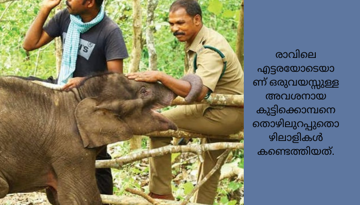 കൂട്ടം തെറ്റിയെത്തിയ കുട്ടി കൊമ്പനെ ധോണിയിലേക്ക് മാറ്റിയേക്കും
