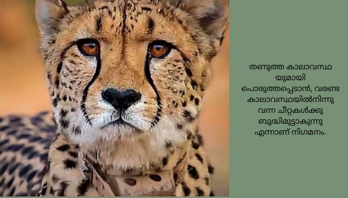 കു​നോ വനത്തിൽ ഒ​രു ചീ​റ്റ കൂ​ടി ചത്തു