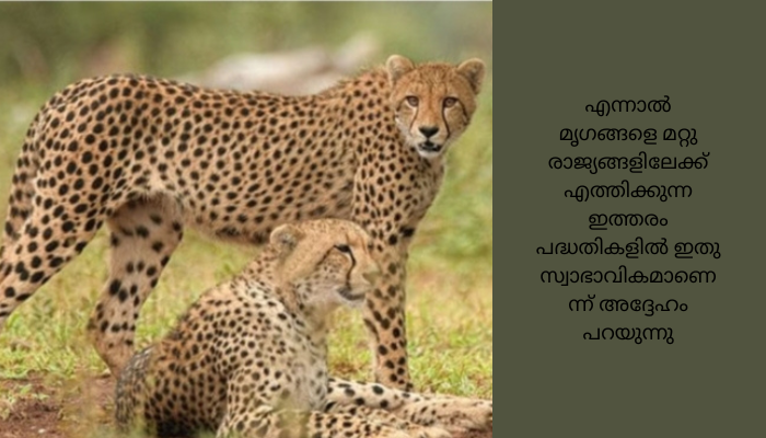 ചീറ്റകൾ ചാകുന്നതിൽ അസ്വാഭാവികതയില്ല; നമീബിയൻ‌ ഹൈ കമ്മിഷണർ