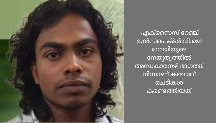 ടെറസിലെ ഗ്രോബാഗില്‍ കഞ്ചാവ് ചെടികള്‍; യുവാവ് പിടിയില്‍
