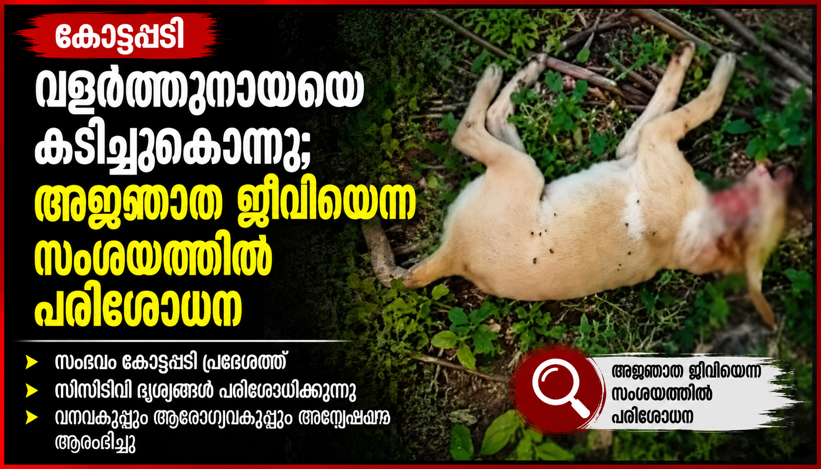 കോട്ടപ്പടിയിൽ വളർത്തുനായയെ കടിച്ചുകൊന്നു; അജ്ഞാത ജീവിയെന്ന സംശയത്തിൽ പരിശോധന