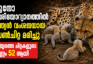 കുനോ ദേശീയോദ്യാനത്തിൽ ഇന്ത്യൻ വംശജനായ പെൺചീറ്റ മരിച്ചു; രാജ്യത്തെ ചീറ്റകളുടെ എണ്ണം 52 ആയി