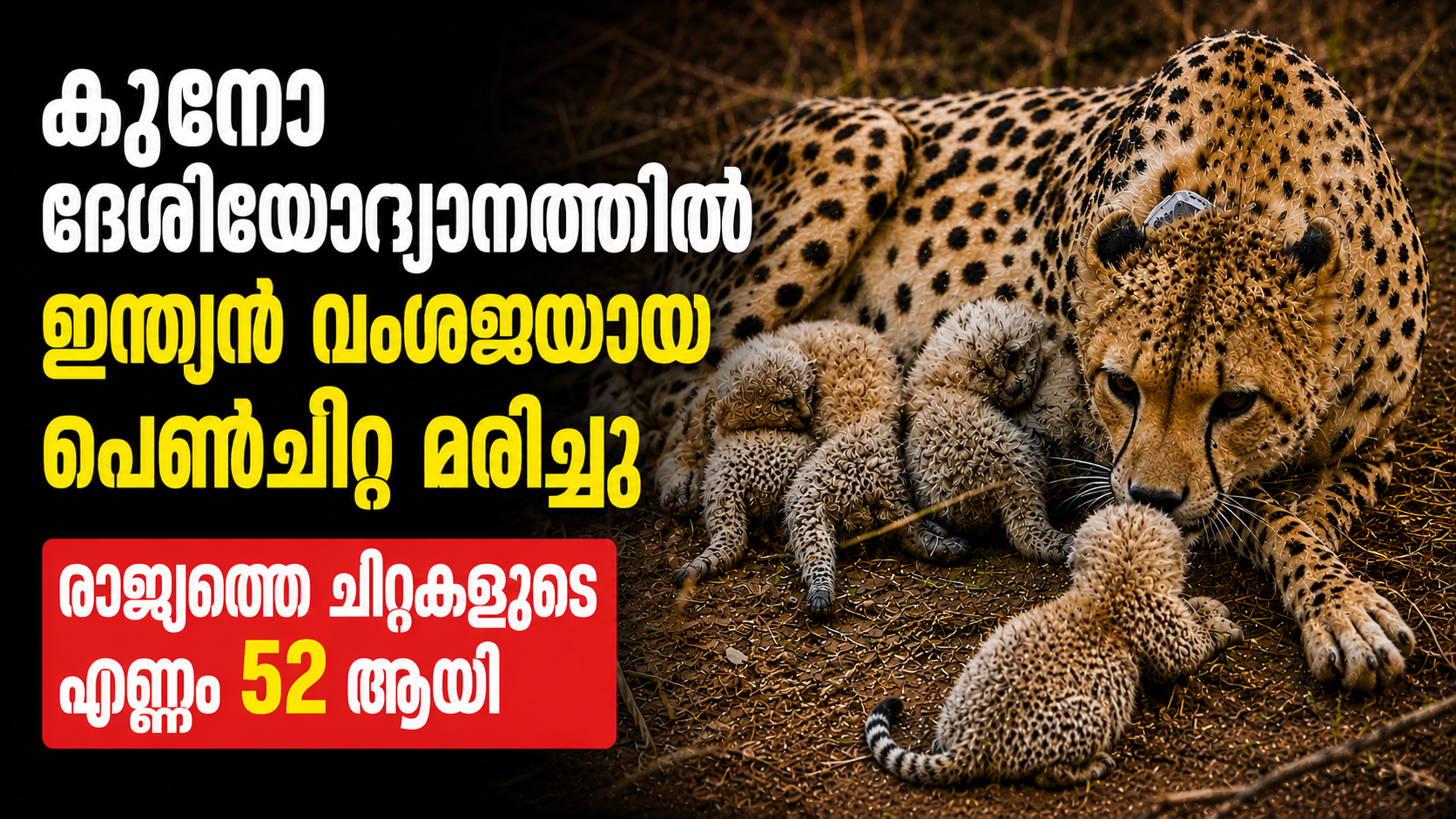 കുനോ ദേശീയോദ്യാനത്തിൽ ഇന്ത്യൻ വംശജനായ പെൺചീറ്റ മരിച്ചു; രാജ്യത്തെ ചീറ്റകളുടെ എണ്ണം 52 ആയി
