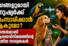 മൃഗങ്ങളുമായി മനുഷ്യർക്ക് സംസാരിക്കാനാകുമോ? അന്തർജാതി ആശയവിനിമയത്തിന്റെ പുതിയ സാധ്യതകൾ