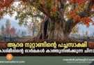 ആറര നൂറ്റാണ്ടിന്റെ പച്ചസാക്ഷി: കാശ്മീരിന്റെ ഓർമകൾ കാത്തുനിൽക്കുന്ന ചിനാർ