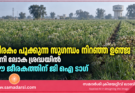 ജീരകം പൂക്കുന്ന സുഗന്ധം നിറഞ്ഞ ഉഞ്ജ ഇനി ലോക ശ്രദ്ധയിൽ; ഈ ജീരകത്തിന് ജി ഐ ടാഗ്