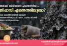 കാട്ടിലെ മരത്തൊലിയിൽനിന്ന് ബിരിയാണിച്ചട്ടിയിലേക്ക്: കൽപ്പാസിയുടെ അറിയാത്ത വിപണി